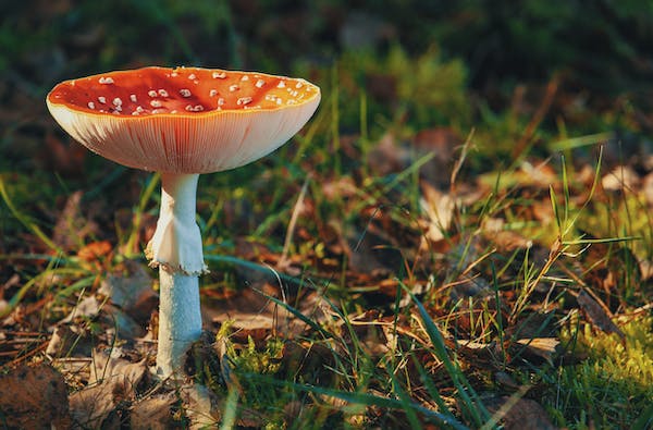 Unlock the Secrets to a Healthier Life with Mushroom Supplements